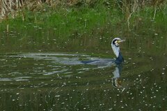 Phalacrocorax carbo sinensis