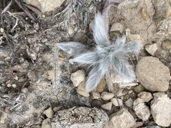Munroa squarrosa