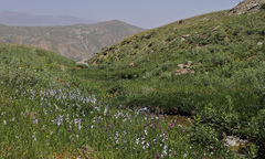 Gladiolus kotschyanus