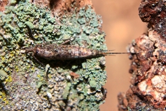 Machilinae