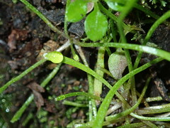 Claytonia parviflora