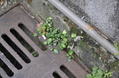 Lepidagathis inaequalis