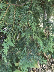 Austrocedrus