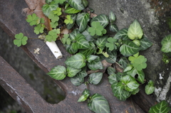 Lepidagathis inaequalis