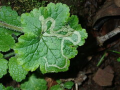 Phytomyza tiarellae