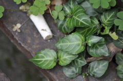 Lepidagathis inaequalis