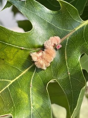 Callirhytis piperoides