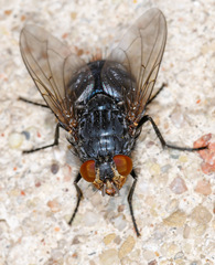 Calliphora vicina