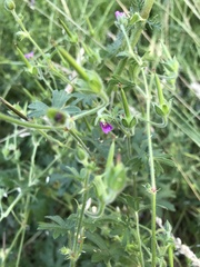 Geranium dissectum