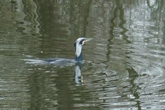Phalacrocorax carbo sinensis