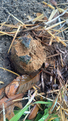Pisolithus arhizus