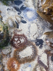 Bunodactis reynaudi