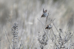 Cisticola subruficapilla