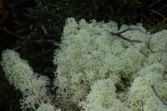 Cladonia arbuscula squarrosa