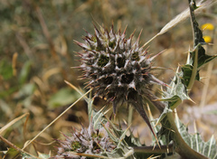 Gundelia rosea