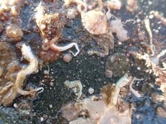 Cryptosula pallasiana