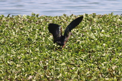 Plegadis falcinellus