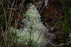 Cladonia arbuscula squarrosa