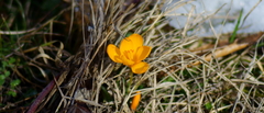 Crocus chrysanthus