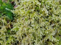 Pseudisothecium myosuroides