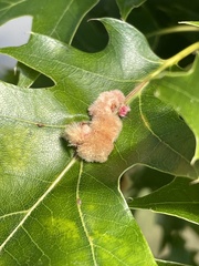 Callirhytis piperoides