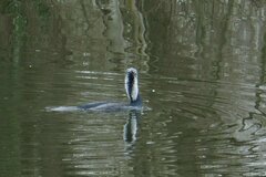 Phalacrocorax carbo sinensis