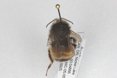 Bombus terricola
