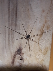 Phalangioidea