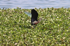 Plegadis falcinellus