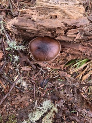 Pluteus exilis