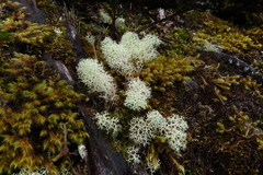 Cladonia arbuscula squarrosa