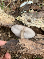 Pluteus exilis