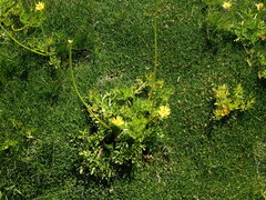 Ranunculus peduncularis