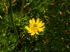 Ranunculus peduncularis