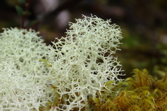 Cladonia arbuscula squarrosa