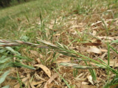 Bromus lithobius