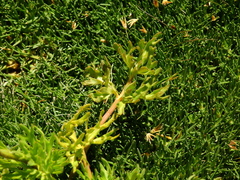 Ranunculus peduncularis