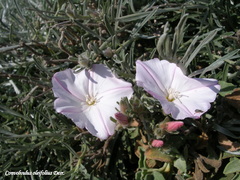 Convolvulus oleifolius