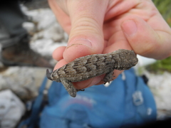 Mediodactylus kotschyi