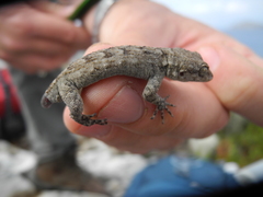 Mediodactylus kotschyi