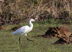 Egretta garzetta