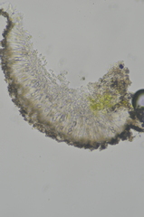 Lecanora expallens