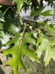 Callirhytis piperoides
