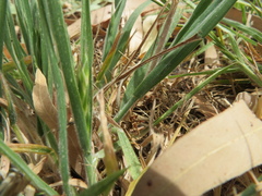 Bromus lithobius