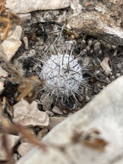 Escobaria tuberculosa