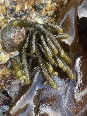 Splachnidium rugosum