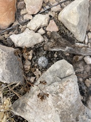 Escobaria tuberculosa