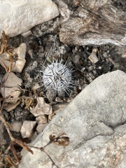 Escobaria tuberculosa