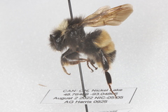 Bombus terricola