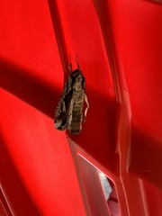 Spodoptera dolichos